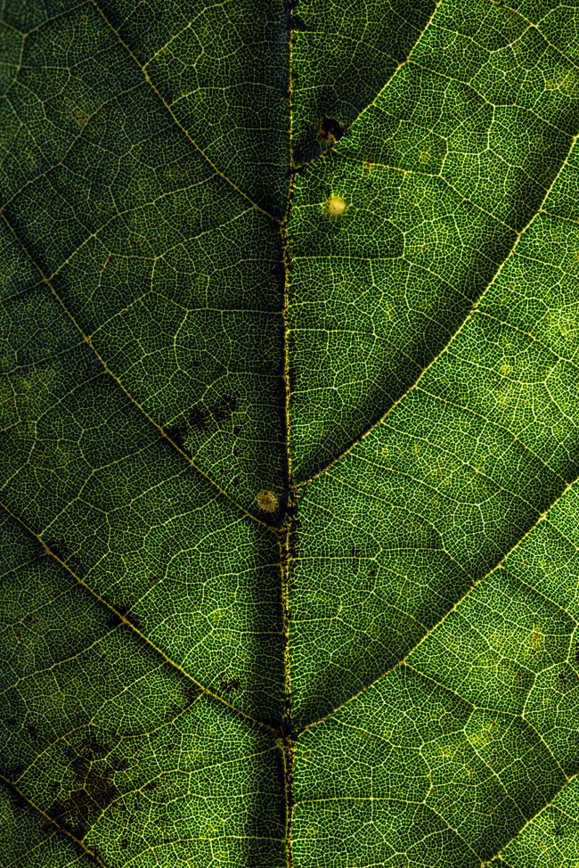 EOS R5 Mark II - RF100mm F2.8 L MACRO IS USM - 100mm - 1/3 - f/5.6 - ISO100
